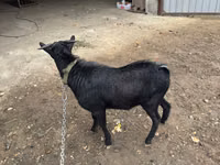 Billy Goat, Murcia-Granada goats — photo 3