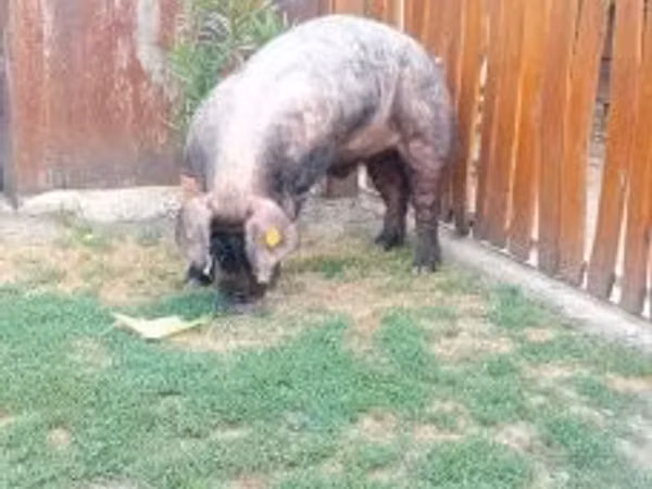 Boar, 
