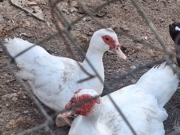 مسكوفي منزلي