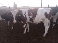 Cow, Latvian Blue cattle — photo 4