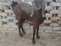 Goat, Najdi goat — photo 1