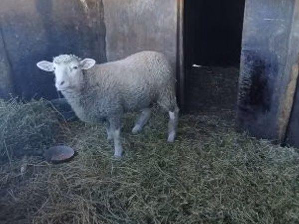 मेढ़ा, Ile-de-France sheep