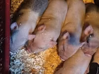 Pigs (batch, sex not specified) — photo 1