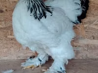 Brahma — photo 1
