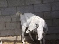 Mbuzi jike, Beetal goats — picha 3