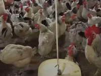 Chickens — 照片 1
