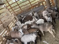 公山羊, Goats — 照片 1