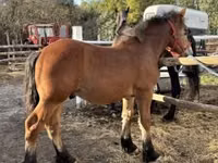 Horse (M), Horses — photo 2