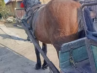 Horse (M), Horses — photo 2
