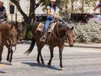 Mare, Quarter Horse — photo 5
