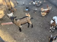 Billy Goat, Nigerian dwarf goats — photo 3