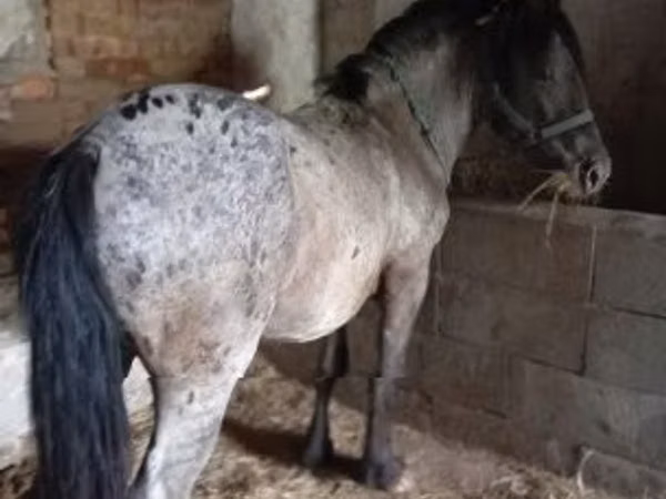घोड़ा, Appaloosa