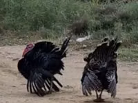 Turkeys — foto 4