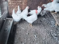 Leghorn — picha 2