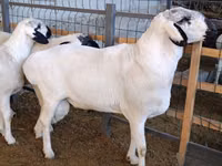 मेढ़ा, Rhon sheep — फ़ोटो 1