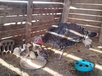 Turkeys — photo 2