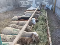 母羊, Sheep — 照片 4