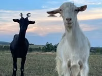 ماعز (دفعة، الجنس غير محدد), Alpine goat — الصورة 4