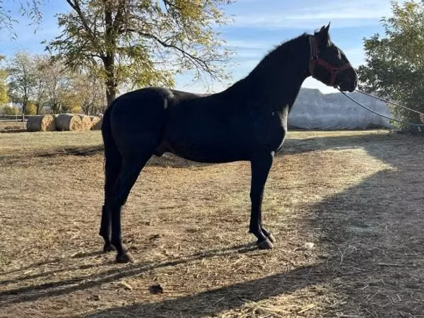 Faras, Nonius horse