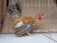 Chickens — photo 2