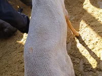 Carnero, Kyrgyz Mountain merino sheep — foto 6