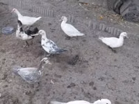 Ducks — 照片 2