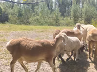 公羊, Afghan Arabi sheep — 照片 2