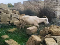 Cabra, Cabras — foto 4