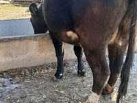 Cow, Alatau breed — photo 3