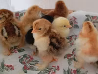Chickens — 照片 6