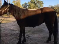 Hengst, Tatar horse — Foto 2