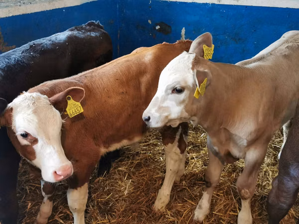 Bull, Simmental cattle