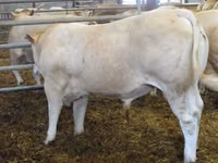 Toro, Blonde d’Aquitane cattle — foto 2