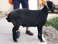 母羊, Arabi sheep — 照片 2