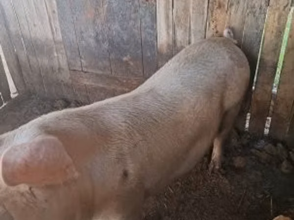 मादा सूअर, सूअर