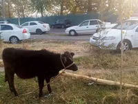 母牛, Cattle — 照片 3