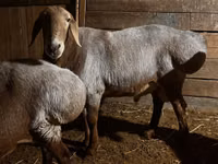 मेढ़ा, Rhon sheep — फ़ोटो 1