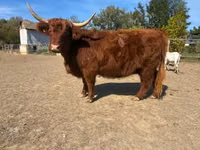 بقرة, Highland — الصورة 5