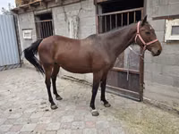 Mare, Thoroughbred horse — photo 1