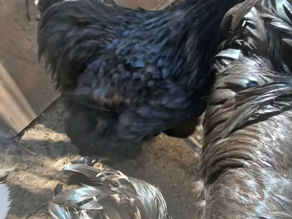 Australorp