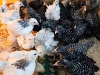 Chickens — 照片 1