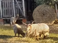 मेढ़ा, Baerchuke sheep — फ़ोटो 2