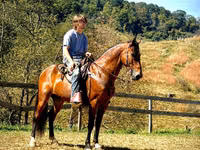 حصان, Tennessee Walking Horse — الصورة 2