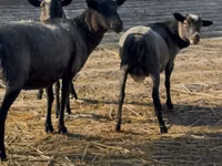 भेड़ें (लॉट, लिंग निर्दिष्ट नहीं), Romanov sheep — फ़ोटो 1
