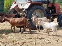 Ri’ dhaddig, Nubian Goat — sawirka 1