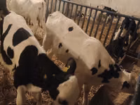 Bull, Russian Black pied cattle — photo 6