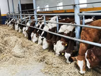 Lo’ (xirmo, jins lama sheegin), Simmental cattle — sawirka 1
