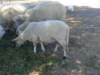 Sheep, Sheep — photo 2