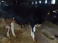 Cow, Holstein breed — photo 1