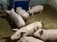 Boar — photo 4